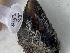  ( - EG3-25)  @11 [ ] Copyright (2025) Unspecified Middle East Technical University, Institute of Marine Sciences