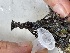  (Trididemnum sp.1 - EG3-56)  @11 [ ] Copyright (2025) Unspecified Middle East Technical University, Institute of Marine Sciences