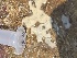  ( - EG6-24)  @11 [ ] Copyright (2025) Unspecified Middle East Technical University, Institute of Marine Sciences