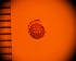 ( - DBLSA_NL328)  @11 [ ] c (2024) Unspecified Specimen depository of the Graduate School of Science,Nagoya City University