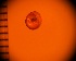  ( - DBLSA_NL328)  @11 [ ] c (2024) Unspecified Specimen depository of the Graduate School of Science,Nagoya City University
