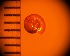  ( - DBLSA_NL393)  @11 [ ] c (2024) Unspecified Specimen depository of the Graduate School of Science,Nagoya City University