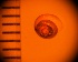  ( - DBLSA_NL397)  @11 [ ] c (2024) Unspecified Specimen depository of the Graduate School of Science,Nagoya City University