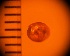  ( - DBLSA_NL397)  @11 [ ] c (2024) Unspecified Specimen depository of the Graduate School of Science,Nagoya City University