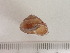  (Trishoplita hilgendorfi - DBLSA_Nlab)  @11 [ ] Copyright (2025) Unspecified Nagoya City University, Graduate School of Science
