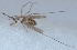  ( - SNM25)  @11 [ ] Copyright (2016) PHCDBS Paul Hebert Centre For DNA Barcoding and Biodiversity Studie