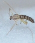  ( - BM31)  @12 [ ] Copyright (2016) PHCDBS Paul Hebert Centre For DNA Barcoding and Biodiversity Studie