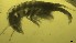  (Chelicorophium madrasensis - DBMA5)  @11 [ ] nrr (2012) Unspecified Annamalai university