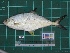  ( - DBMF-M287)  @13 [ ] Unspecified (default): All Rights Reserved  Unspecified Unspecified