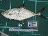  ( - DBMF-M289)  @13 [ ] Unspecified (default): All Rights Reserved  Unspecified Unspecified