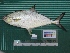  ( - DBMF-M290)  @14 [ ] Unspecified (default): All Rights Reserved  Unspecified Unspecified
