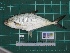  ( - DBMF-M291)  @13 [ ] Unspecified (default): All Rights Reserved  Unspecified Unspecified