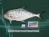  ( - DBMF-M334)  @12 [ ] Unspecified (default): All Rights Reserved  Unspecified Unspecified