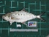  ( - DBMF-M336)  @13 [ ] Unspecified (default): All Rights Reserved  Unspecified Unspecified