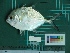  (Atropus armatus - DBMF-M396)  @14 [ ] Unspecified (default): All Rights Reserved  Unspecified Unspecified