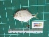  ( - DBMF-M538)  @11 [ ] Unspecified (default): All Rights Reserved  Unspecified Unspecified