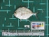  ( - DBMF-M533)  @13 [ ] Unspecified (default): All Rights Reserved  Unspecified Unspecified