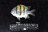  ( - BMF-224.2)  @11 [ ] CreativeCommons  Attribution Non-Commercial Share-Alike (2016) Gino LIMMON Universitas Pattimura