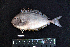  ( - BMF-364.2)  @11 [ ] CreativeCommons  Attribution Non-Commercial Share-Alike (2016) Gino LIMMON Universitas Pattimura