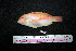  (Choerodon zamboangae - BMF-63.2)  @11 [ ] CreativeCommons  Attribution Non-Commercial Share-Alike (2016) Gino LIMMON Universitas Pattimura
