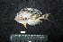  ( - BMF-385.2)  @11 [ ] CreativeCommons  Attribution Non-Commercial Share-Alike (2016) Gino LIMMON Universitas Pattimura