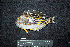  ( - BMF-386.2)  @11 [ ] CreativeCommons  Attribution Non-Commercial Share-Alike (2016) Gino LIMMON Universitas Pattimura