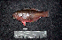  ( - IRD BMF-408.2)  @11 [ ] CreativeCommons  Attribution Non-Commercial Share-Alike (2016) Gino LIMMON Universitas Pattimura