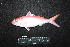  ( - IRD BMF-743.2)  @11 [ ] CreativeCommons  Attribution Non-Commercial Share-Alike (2016) Gino LIMMON Universitas Pattimura