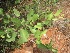  ( - JPTRM-102)  @11 [ ] Copyright (2013) PHCDBS Paul Hebert Centre for DNA Barcoding and Biodiversity Studies