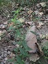  ( - TEP-11)  @11 [ ] Copyright (2013) PHCDBS Paul Hebert Center for DNA Barcoding and Biodiversity Studies