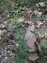  ( - TEP-11)  @11 [ ] Copyright (2013) PHCDBS Paul Hebert Centre for DNA Barcoding and Biodiversity Studies