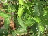  ( - JPTRM-11)  @11 [ ] Copyright (2013) PHCDBS Paul Hebert Centre for DNA Barcoding and Biodiversity Studies