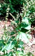  (Pogostemon cablin - MP3954)  @11 [ ] Copyright (2015) PHCDBS Paul Hebert Centre For DNA Barcoding And Biodiversity Studies