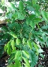  (Pararchidendron - MP3938)  @11 [ ] Copyright (2015) PHCDBS Paul Hebert Centre For DNA Barcoding And Biodiversity Studies