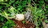  ( - MP3908)  @11 [ ] Copyright (2015) PHCDBS Paul Hebert Centre For DNA Barcoding And Biodiversity Studies