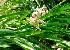  (Alpinia zerumbet - MP3953)  @11 [ ] Copyright (2015) PHCDBS Paul Hebert Centre For DNA Barcoding And Biodiversity Studies
