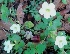  ( - MP3924)  @11 [ ] Copyright (2015) PHCDBS Paul Hebert Centre For DNA Barcoding And Biodiversity Studies