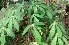  ( - MP4058)  @11 [ ] Copyright (2015) PHCDBS Paul Hebert Centre For DNA Barcoding And Biodiversity Studies