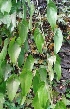  ( - MP4055)  @11 [ ] Copyright (2015) PHCDBS Paul Hebert Centre For DNA Barcoding And Biodiversity Studies