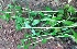 ( - MP3956)  @11 [ ] Copyright (2015) PHCDBS Paul Hebert Centre For DNA Barcoding And Biodiversity Studies