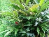  (Alpinia purpurata - MP3876)  @11 [ ] Copyright (2015) PHCDBS Paul Hebert Centre For DNA Barcoding And Biodiversity Studies