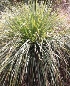 (Cymbopogon citratus - MP3885)  @11 [ ] Copyright (2015) PHCDBS Paul Hebert Centre For DNA Barcoding And Biodiversity Studies