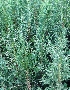  ( - MP5593)  @11 [ ] Copyright (2015) G D Khedkar Paul Hebert Centre For DNA Barcoding And Biodiversity Studies