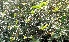  ( - MP5668)  @11 [ ] Copyright (2015) G D Khedkar Paul Hebert Centre For DNA Barcoding And Biodiversity Studies