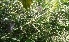  ( - MP5616)  @11 [ ] Copyright (2015) G D Khedkar Paul Hebert Centre For DNA Barcoding And Biodiversity Studies