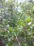  (Hugonia mystax L - JPTRM-16)  @11 [ ] Copyright (2013) PHCDBS Paul Hebert Centre for DNA Barcoding and Biodiversity Studies