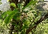  ( - MP5620)  @11 [ ] Copyright (2015) G D Khedkar Paul Hebert Centre For DNA Barcoding And Biodiversity Studies