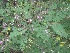  (Indigofera cassioides - JPTRM-17)  @11 [ ] Copyright (2013) PHCDBS Paul Hebert Centre for DNA Barcoding and Biodiversity Studies