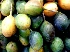  (Passiflora ligularis - MP4118)  @11 [ ] Copyright (2015) PHCDBS Paul Hebert Centre For DNA Barcoding And Biodiversity Studies
