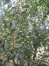  ( - TEP-19)  @11 [ ] Copyright (2013) PHCDBS Paul Hebert Center for DNA Barcoding and Biodiversity Studies